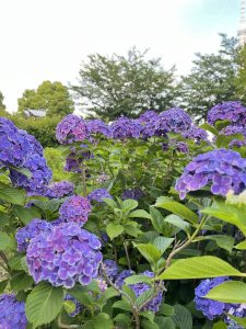 Hydrangea Flowers 