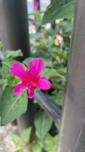 A close-up of a vibrant pink flower with green leaves in the background. The flower is located next to a dark metal railing, with more pink flowers and greenery visible in the blurred background.