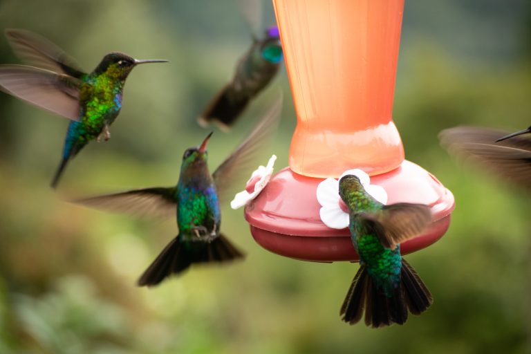 Several hummingbirds with green and blue iridescent feathers are hovering and feeding around an orange and red bird feeder, with a blurred green background.