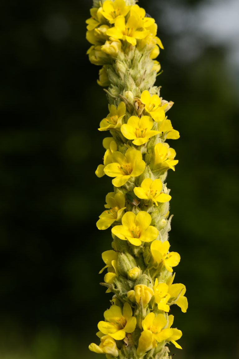 the yellow flowers of a small-flowered mullein (bot: Verbascum thallus)