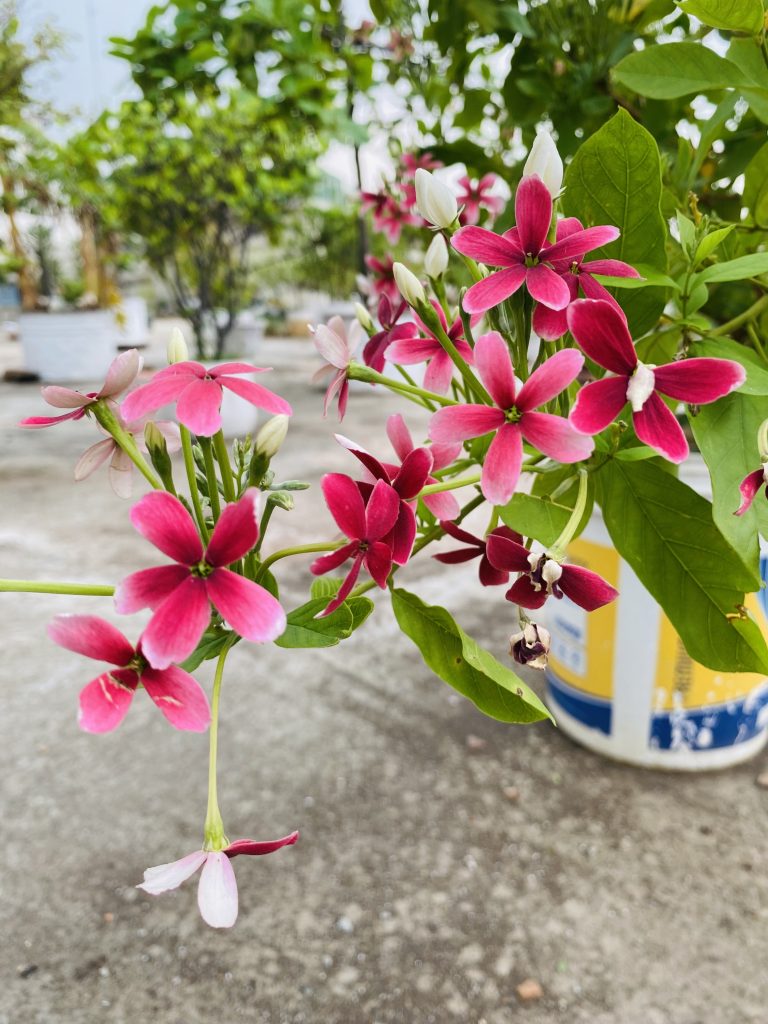 Dark pink flowers on a potted plant