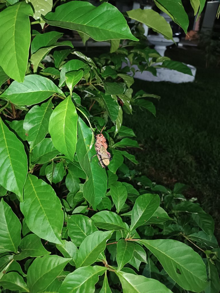 A close-up photograph of a cricket perched on a vibrant green leafy plant. The background is slightly out of focus, highlighting the grasshopper and leaves in the foreground.