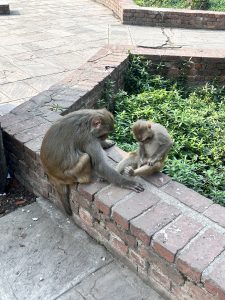 Two monkeys sitting on a brick structure; one is grooming the other. The brick structure is part of a garden area with plants and pavement surrounding it.