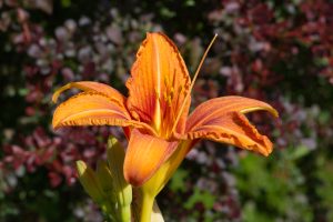 View larger photo: Portrait of an orange, fully opened flower of a daylily (bot.: Hemerocallis) in front of the blurred, wine-red leaves of a barberry (bot. Berberis)