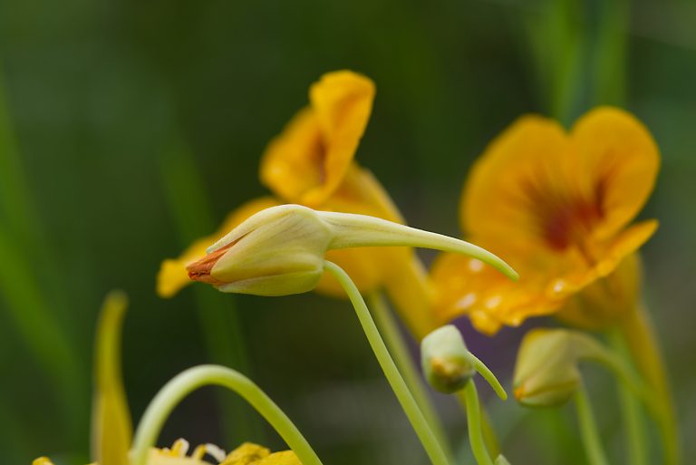 Side view of a closed bud of a yellow nasturtium (bot. Tropaeolum majus), blurred flowers in the background.