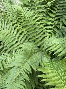 Portrait of ferns leaves. From Zurich, Switzerland. 