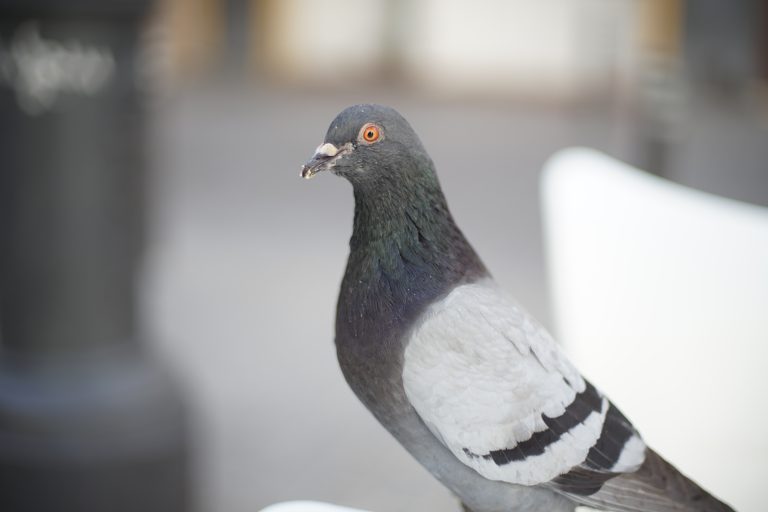 Close-up of a pigeon with a grey and white plumage, a dark head, and bright orange eyes, standing in a blurred urban background.