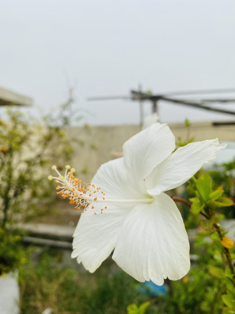 A close-up of a white hibiscus flower with a blurred background of green foliage and structural elements.