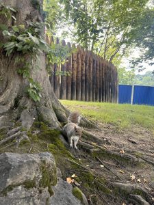 A squirrel sits on moss-covered tree roots beside a large tree trunk, with a wooden spiked fence and greenery in the background.