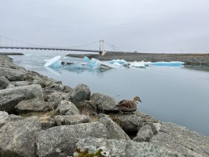 一只棕色的鸭子栖息在岩石海岸上，背景是一座吊桥和漂浮的冰山。天空灰蒙蒙的，场面平静。