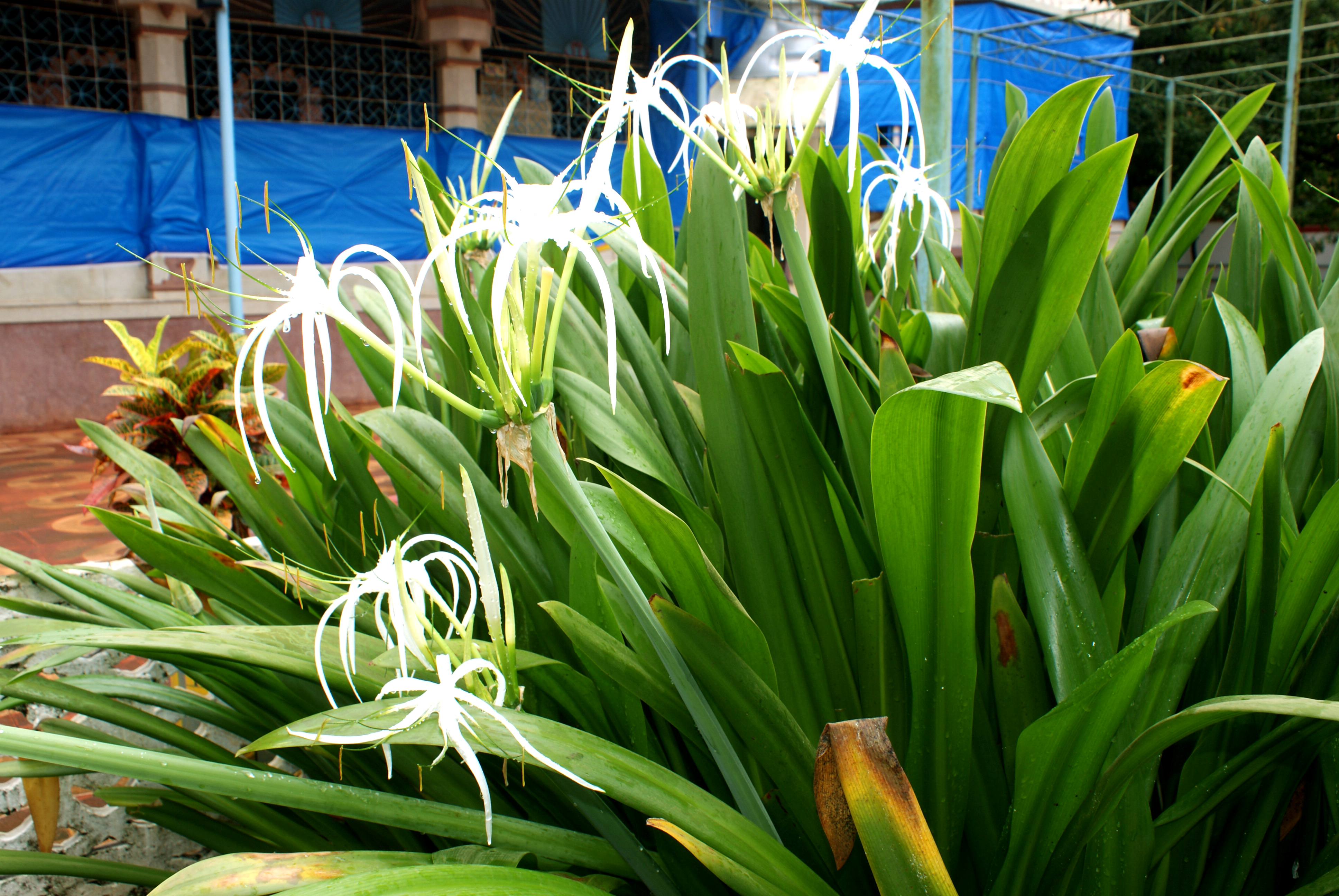 A cluster of spider lily flowers with slender, long, white, star-shaped flowers in full bloom. The background shows a building covered in blue tarps, with some additional smaller plants visible.