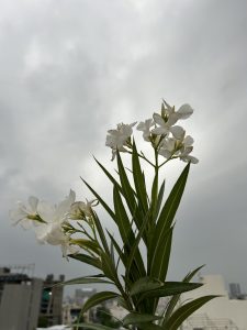 Close-up of a flowering plant with white blossoms and long green leaves against a cloudy sky and blurred cityscape background