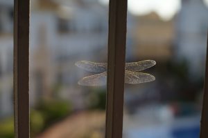 View larger photo: A dragonfly with translucent wings is perched behind a metal bar with an out-of-focus urban background.