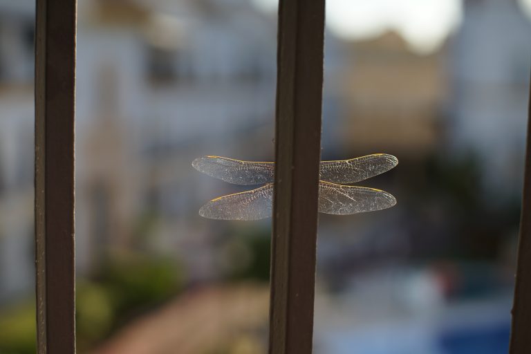 A dragonfly with translucent wings is perched behind a metal bar with an out-of-focus urban background.