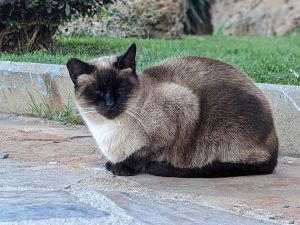 A Siamese cat sitting on a stone pathway, with green grass and some bushes in the background.