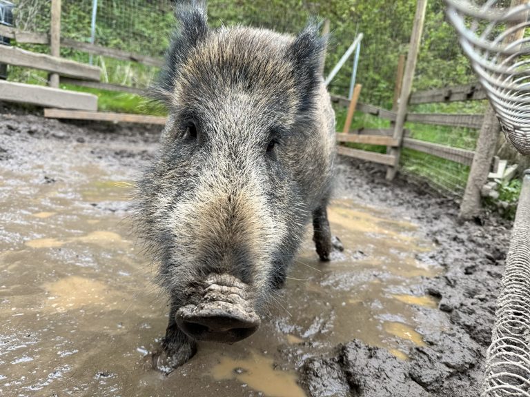 A close-up photo of a wild boar standing in a muddy enclosure. The boar is looking directly into the camera, showcasing its rough fur and snout