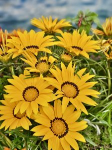 View larger photo: A close-up of a group of yellow Gazania rigens aka treasure flowers from Zurich, Switzerland surrounded by green foliage with a blurred background.