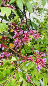 A close-up image of a plant with clusters of small, vibrant purple and pink flowers, surrounded by bright green leaves.