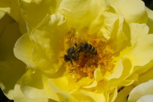 A honey bee collects nectar from a yellow rose flower