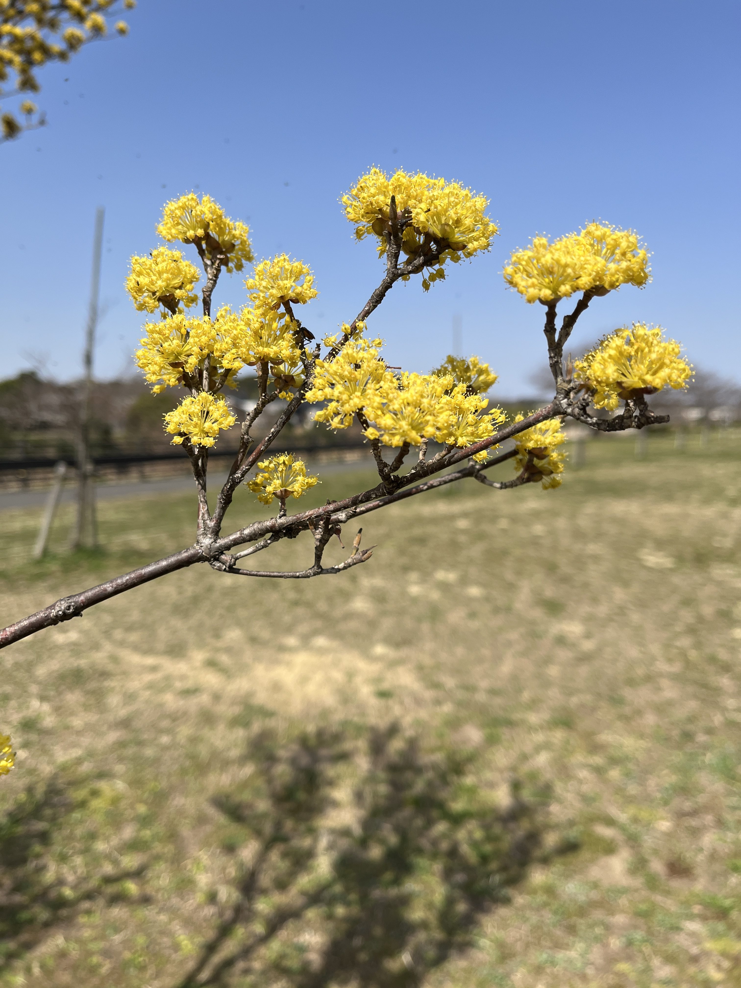 Branches with yellow flowers, and a blue sky behind
