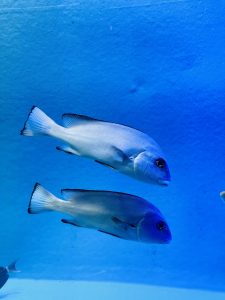 Two fish, swimming in an aquarium with a blue wall in the background.