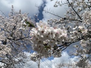 Close-up of cherry blossom branches with white flowers in full bloom against a partly cloudy sky.
