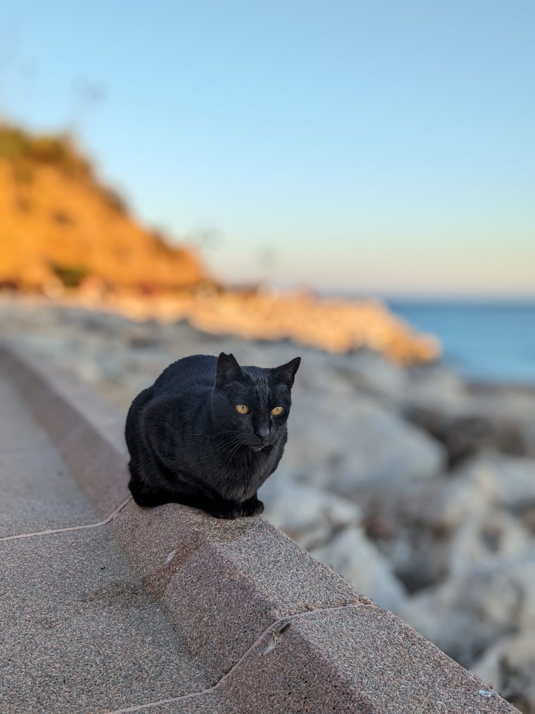 Black cat on a cement wall.