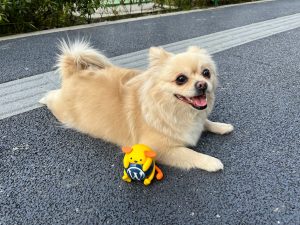 View larger photo: Wapuu Wallpaper Collection: Wapuu and Dandan (my puppy) on the road