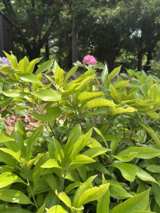 Hydrangea Flower with Green Leaves 