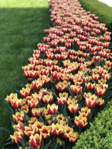 Red and yellow tulips lined up neatly, surrounded by green grass.