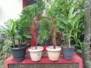 Several potted plants are arranged on a raised red platform outdoors. The plants, including leafy green and coniferous varieties, are housed in different colored pots.