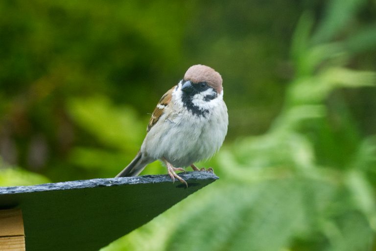 A sparrow (Passer montanus) on the roof of a bird feeder.