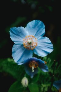 Two big bright blue flowers with yellow stamens against a dark and green background. 