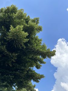 Big tree in the left side of the image with sunny sky and cumulus clouds