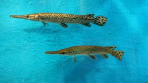 Two longnose alligator gars swimming in clear blue water.
