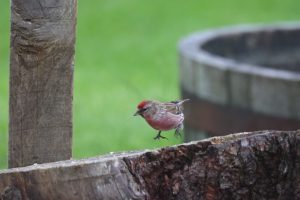 View larger photo: Male Redpoll jumping up from a tree round to fly off.