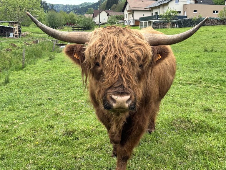 A brown Highland cow with long, curved horns and shaggy fur stands in a grassy field. There are houses and trees in the background.