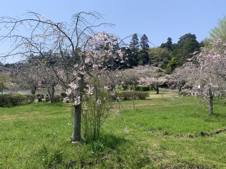 千葉県東金市　八鶴湖の湖畔の桜　/　Cherry blossoms by the lakeside of Lake Hachikaku, Togane City, Chiba Prefecture