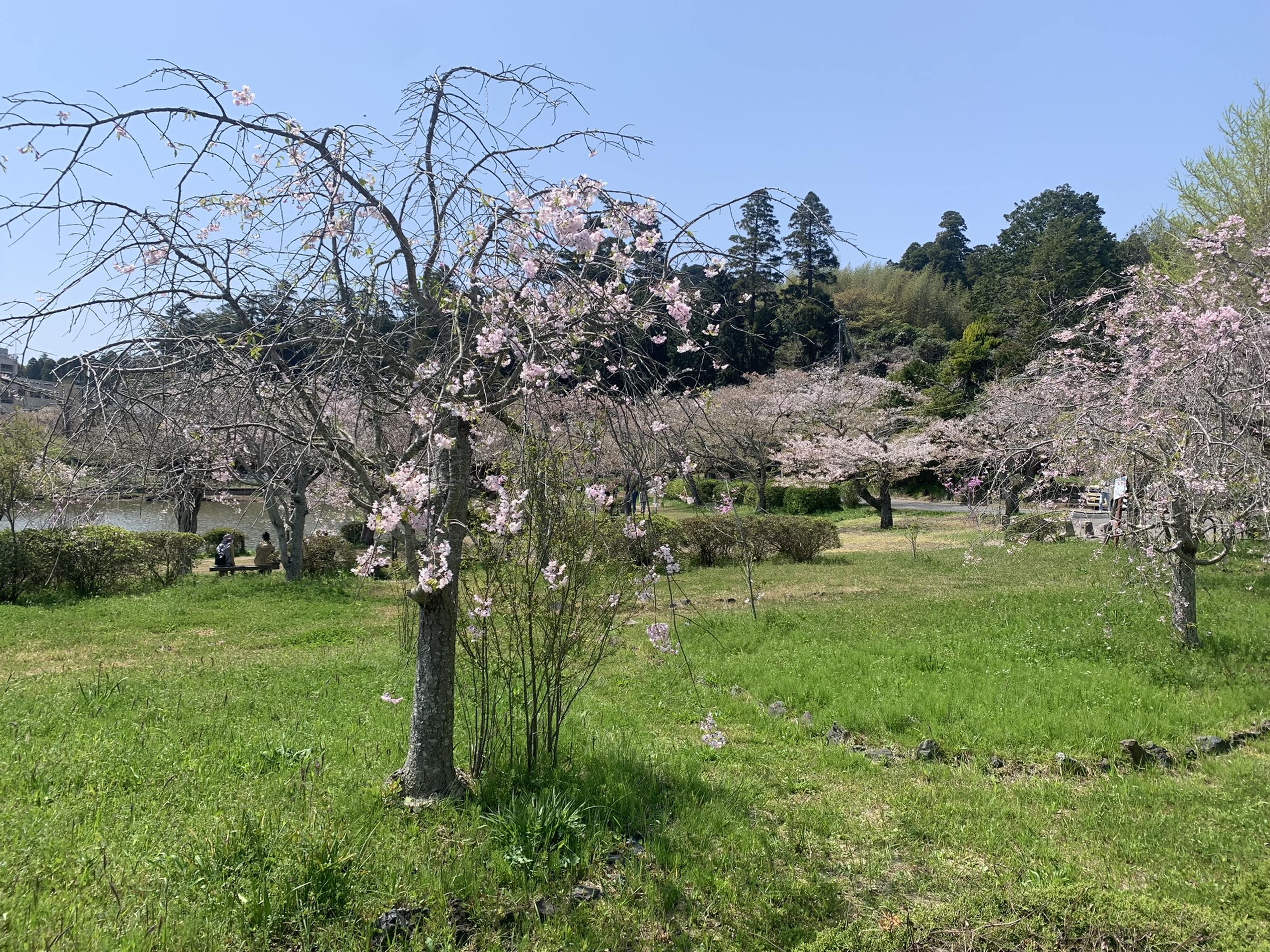 千葉県東金市 八鶴湖の湖畔の桜 / Cherry blossoms by the lakeside of Lake Hachikaku, Togane City, Chiba Prefecture