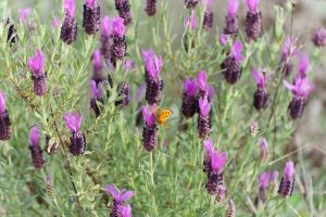 A vibrant orange butterfly perched on a purple lavender flower among a cluster of blooming lavenders.