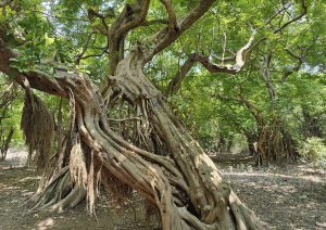 A dense forest scene featuring a large banyan tree with multiple intertwined aerial roots forming a complex, entangled structure. The tree's thick, winding branches spread outwards, covered in lush green leaves, creating a canopy.