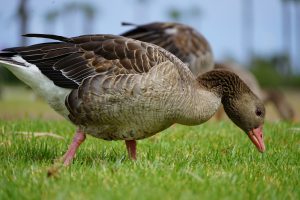 View larger photo: A close-up of a brown and white goose with a pink beak grazing on green grass, with another goose blurred in the background