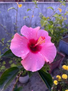 Hibiscus flower glistening with water droplets.