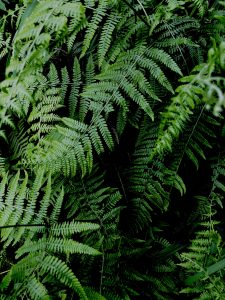 A dense cluster of vibrant green fern leaves overlapping each other