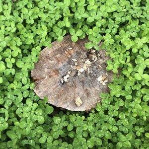 A tree stump surrounded by lush green foliage.