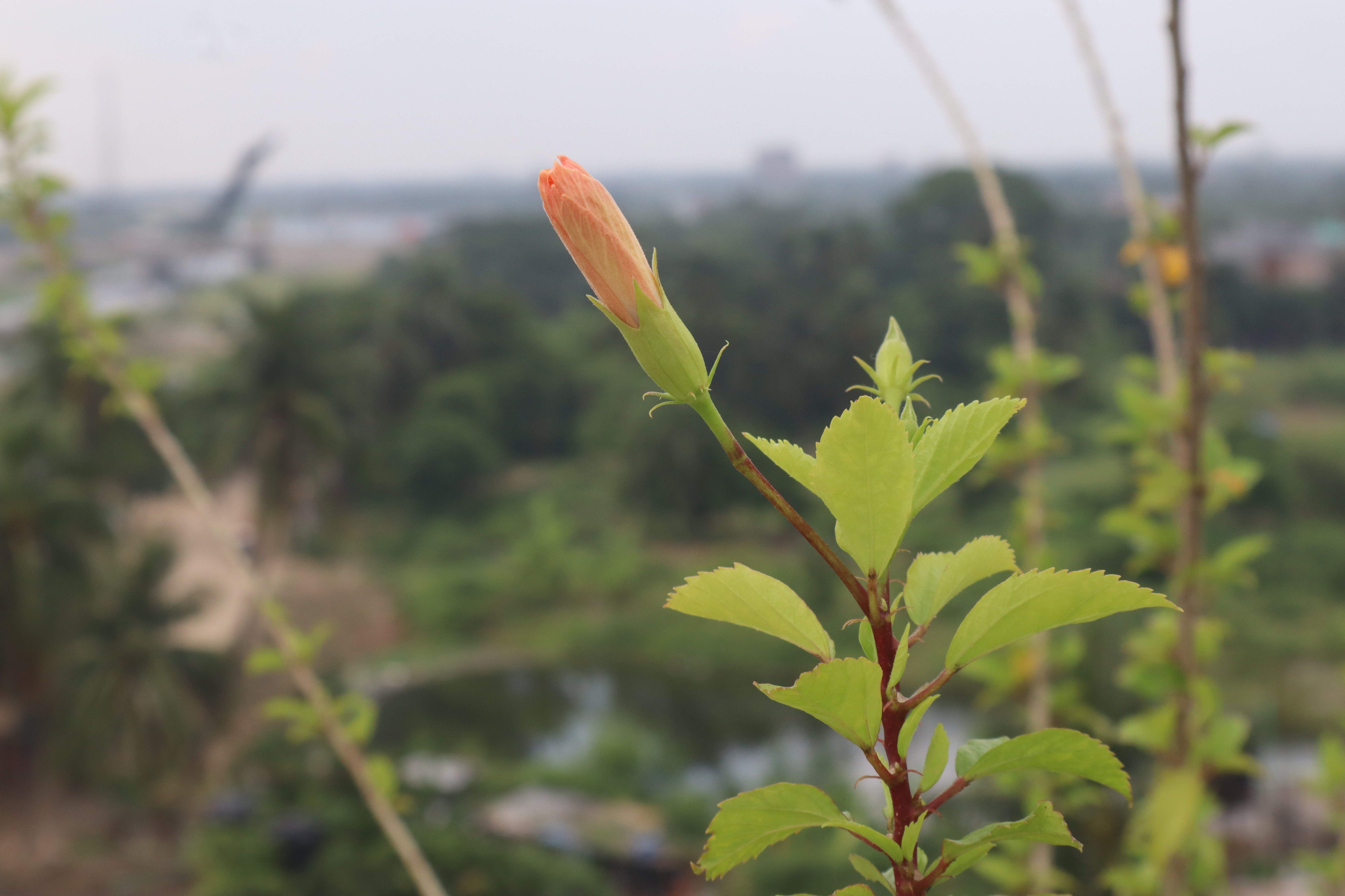 Close-up of a budding flower on a plant with bright green leaves, with a blurred natural background featuring trees and a pond.