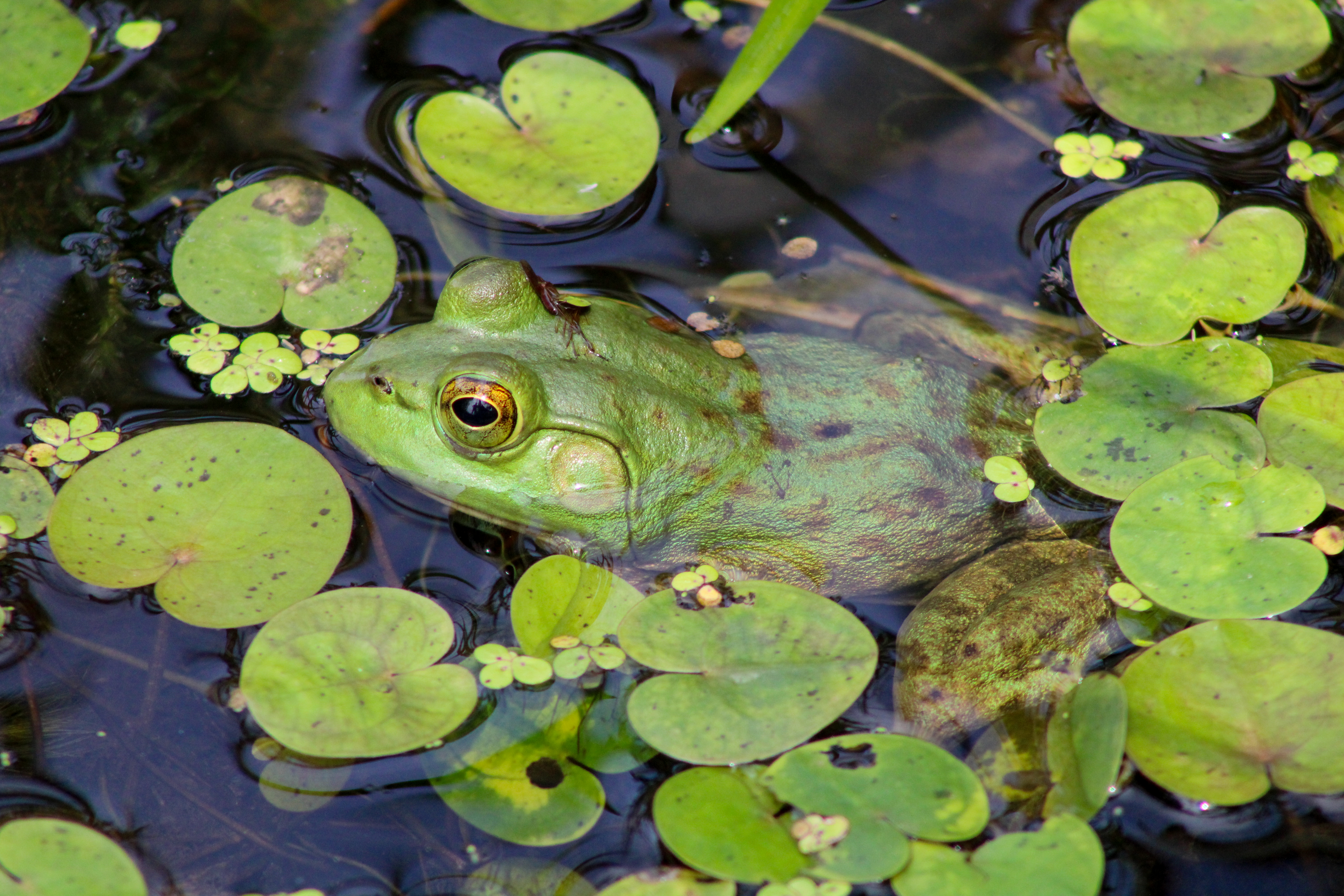 Big green bullfrog in a pond camouflaged among green water plants.