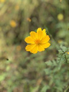 A close-up of a single yellow flower with delicate petals and a blurred green and brown background.