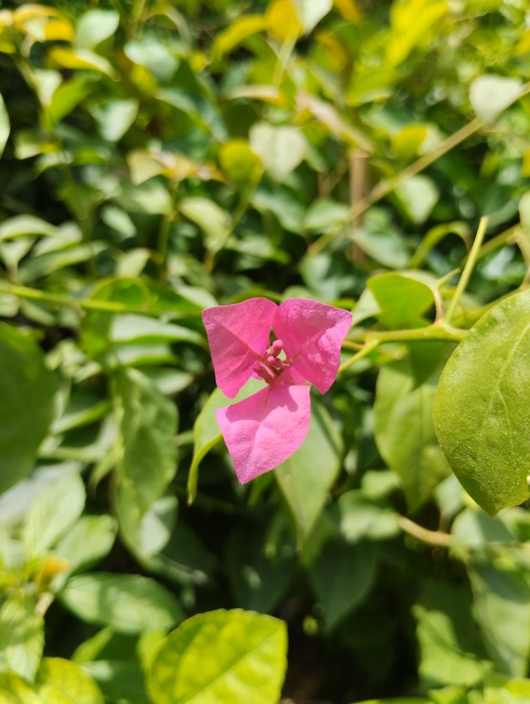 A vibrant pink bougainvillea flower with prominent green leaves in the background, bathed in sunlight.