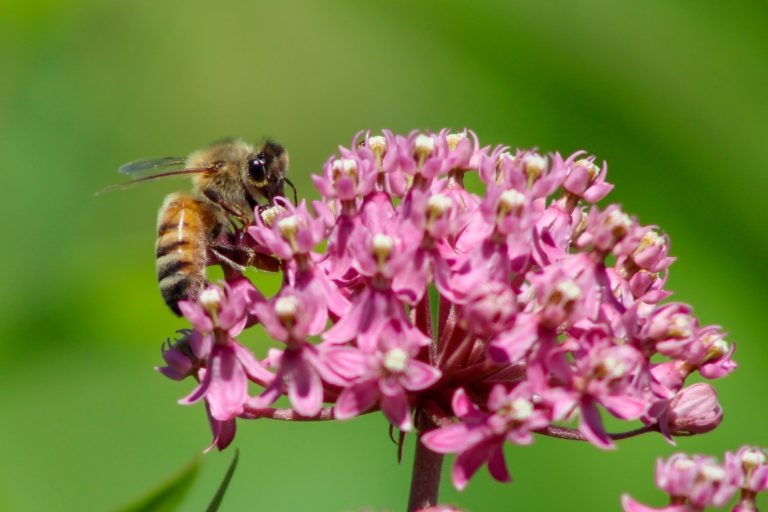 A honeybee collecting nectar and pollen from a bright pink flower cluster.